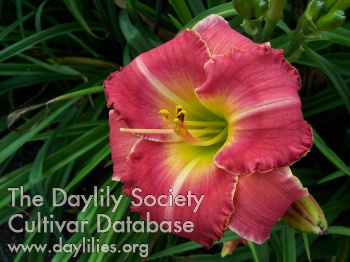 Daylily August Sunset